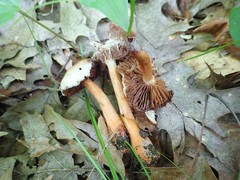 Cortinarius rubripes