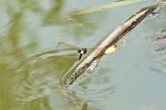 Pseudothemis zonata