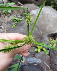 Cyperus luteus