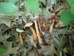 Cortinarius rubripes