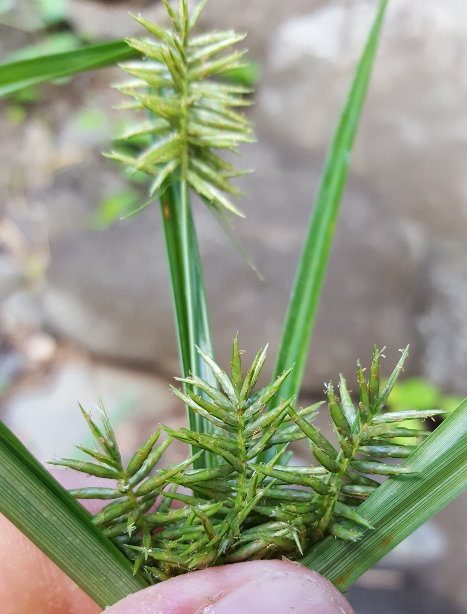 (c) François Rousseu, certains droits réservés (CC BY-NC) https://www.inaturalist.org/observations/110860383