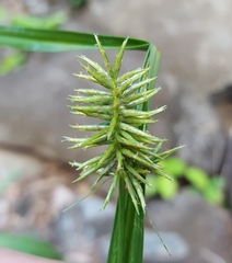 Cyperus luteus