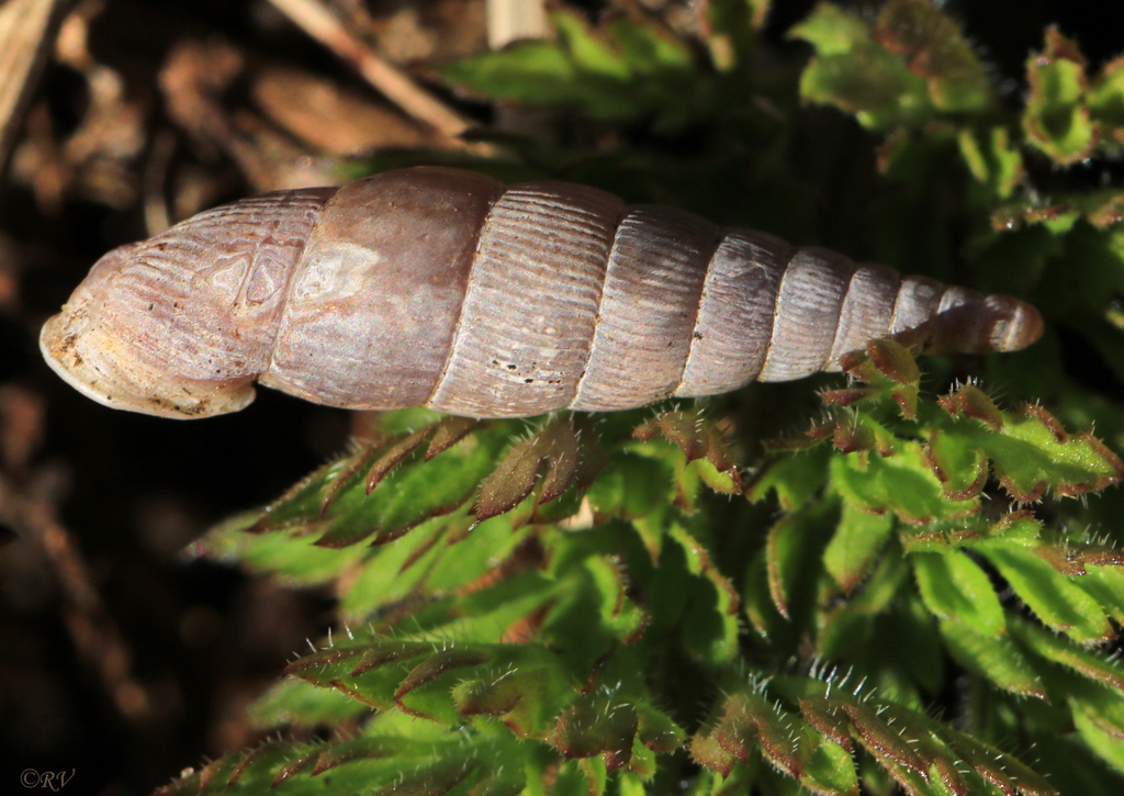 Clausilia pumila