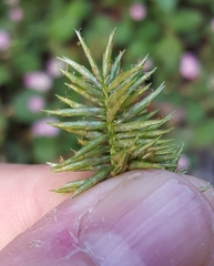 Cyperus luteus