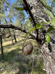 Amphibolips quercuscinerea