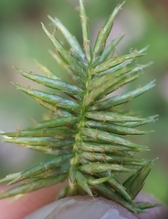 Cyperus luteus