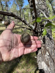 Amphibolips quercuscinerea