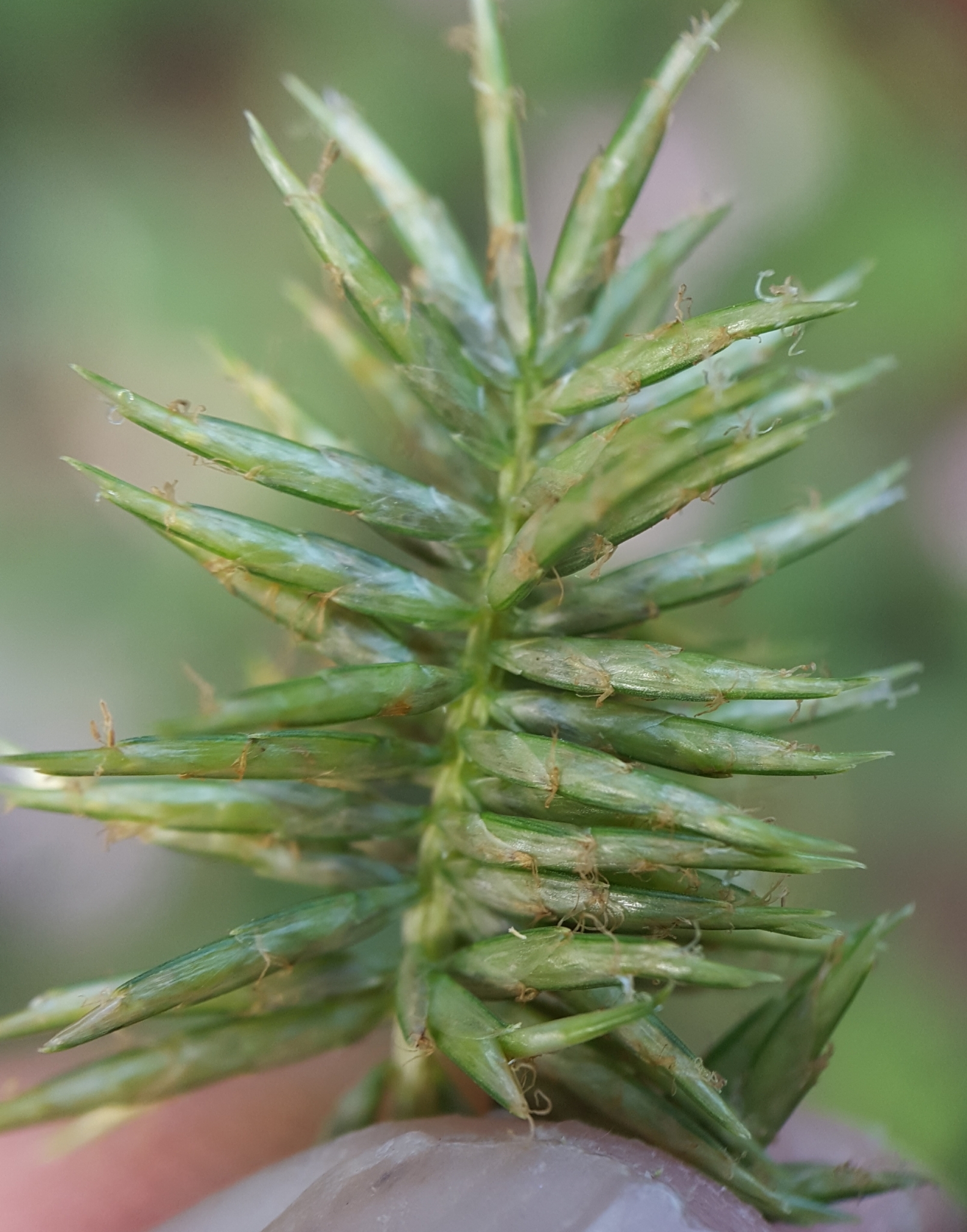 (c) François Rousseu, certains droits réservés (CC BY-NC) https://www.inaturalist.org/observations/110860383