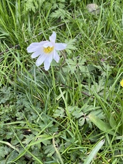 Anemonoides apennina