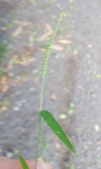 Lepturus radicans