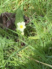 Anemonoides apennina