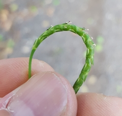 Lepturus radicans