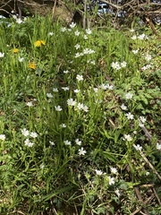 Anemonoides apennina