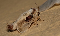 Chalcoscelides castaneipars