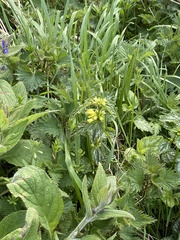 Anemonoides apennina