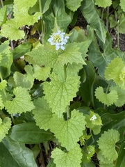 Anemonoides apennina