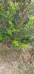 Lithraea brasiliensis