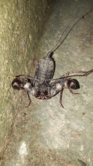 Mastigoproctus colombianus