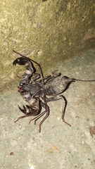 Mastigoproctus colombianus