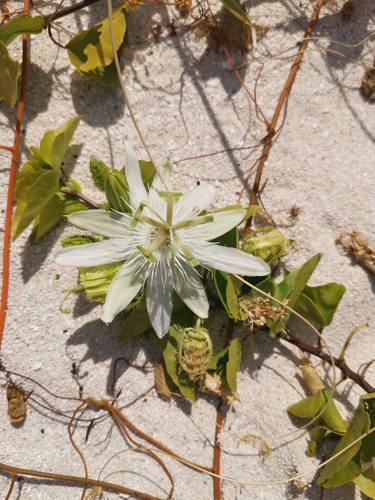 Pectinate passion-flower (Passiflora pectinata)