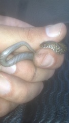 Amplorhinus multimaculatus