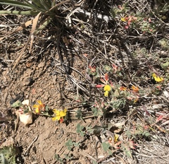 Acmispon decumbens decumbens