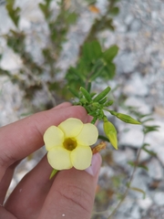 Pentalinon