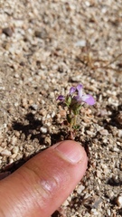 Collinsia sparsiflora