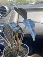 Alocasia longiloba