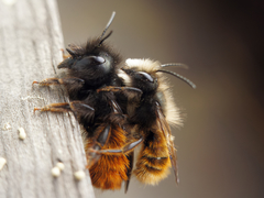 Osmia cornuta