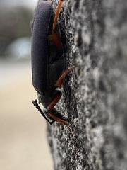 Lytta aenea