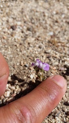 Collinsia sparsiflora