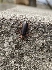 Lytta aenea