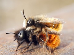 Osmia cornuta