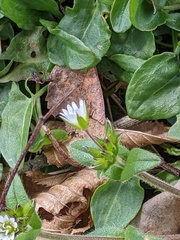 Cerastium fontanum