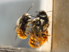 Osmia cornuta