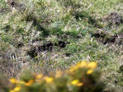 Turdus torquatus torquatus