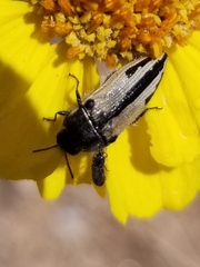 Acmaeodera latiflava latiflava