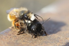 Osmia cornuta