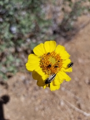 Acmaeodera latiflava latiflava