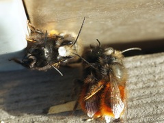 Osmia cornuta