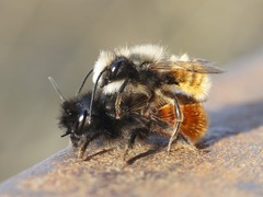 Osmia cornuta