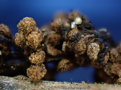 Polyschismium trevelyanii