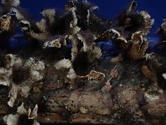 Polyschismium trevelyanii