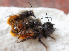 Osmia cornuta