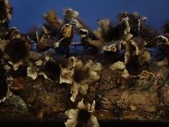 Polyschismium trevelyanii