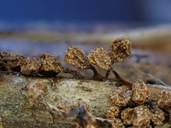 Polyschismium trevelyanii