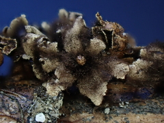 Polyschismium trevelyanii