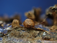 Polyschismium trevelyanii