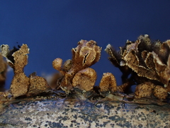 Polyschismium trevelyanii